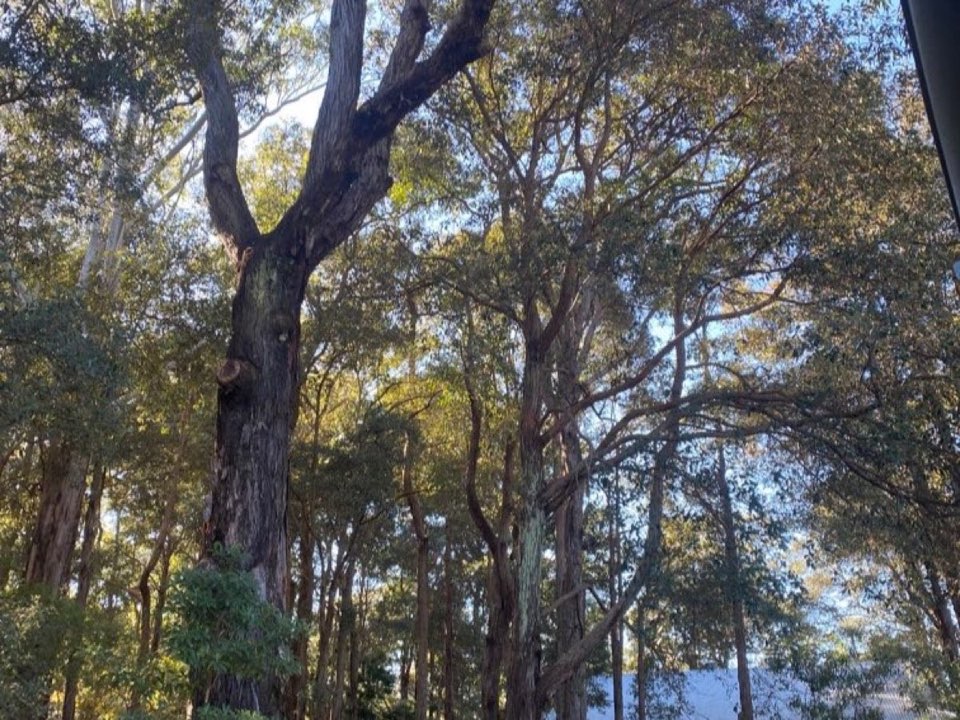 Mature trees in Cheshire parkland with a property visible in the background